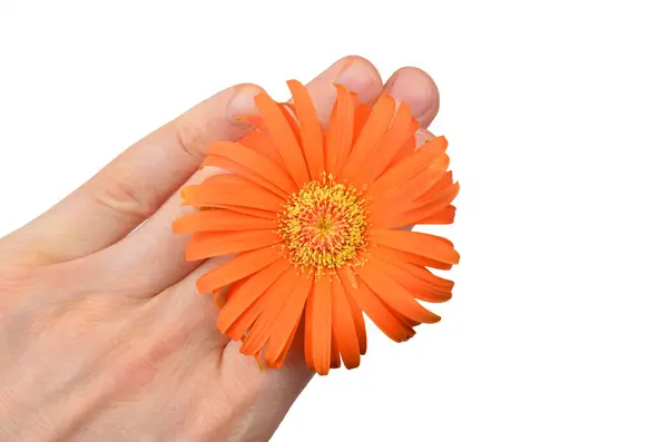 오렌지 gerbera 꽃 손에 — 스톡 사진