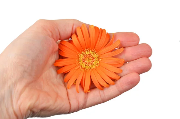 Gerbera arancione fiore in mano — Foto Stock