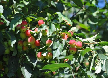 Elma Malus prunifolia ağacı