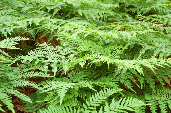 蕨类植物蕨菜叶 — 图库照片