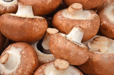 Champignon (gerçek mantar)