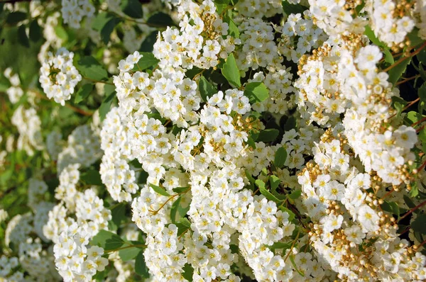 Hvid Spiraea Blomst - Stock-foto