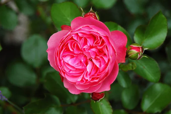 Rosa rosa odorata — Fotografia de Stock