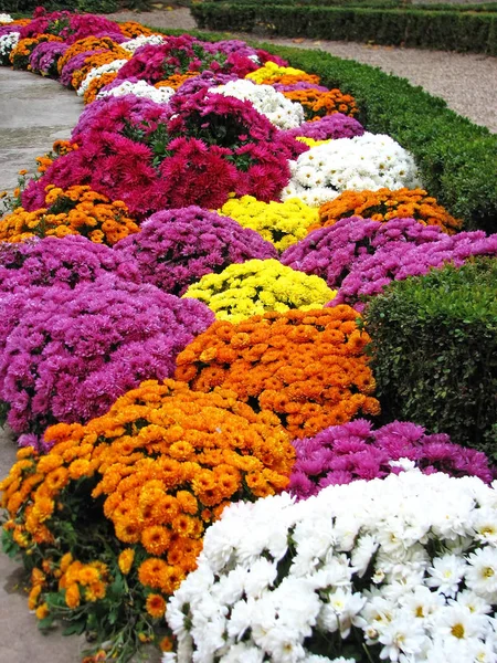 Цветок хризантемы, DOF — стоковое фото
