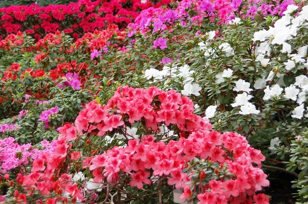 Azalée (Rhododendron molle. Bleuet ) — Photo