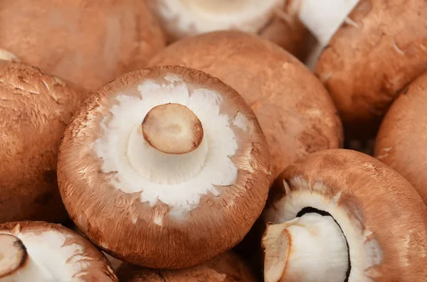 Champignon (True mushroom) — Stock Photo, Image