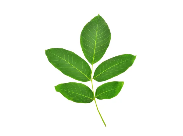 Зеленые ореховые листья — стоковое фото