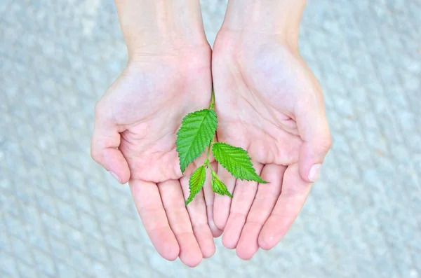 Planta na mão — Fotografia de Stock