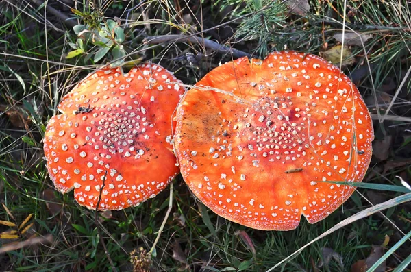 Amanita muscaria na floresta — Fotografia de Stock