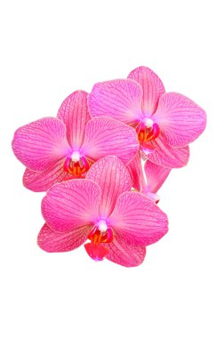 Pembe orkide çiçeği.