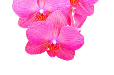 Pembe orkide çiçeği.