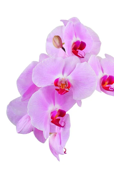 Rózsaszín orchideavirág — Stock Fotó