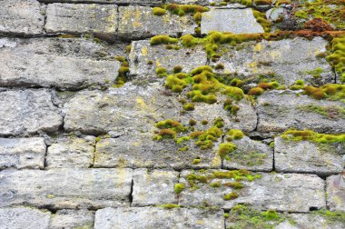 duvarda moss