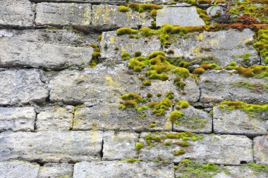 Moss on wall clipart