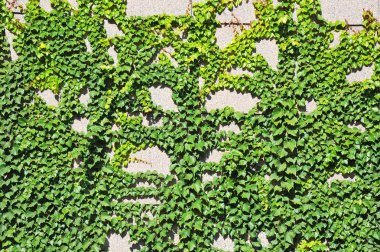 Hedera bitki taş duvar