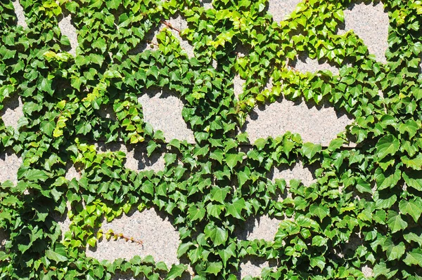 Hedera planta na parede de pedra — Fotografia de Stock