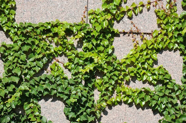 Hedera planta en la pared de piedra —  Fotos de Stock