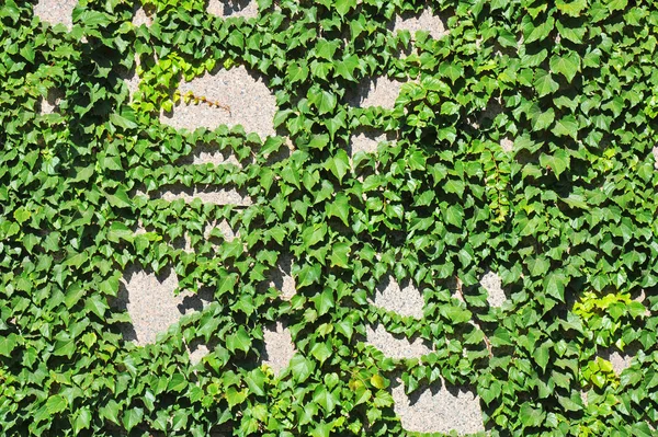 Рослина Хедера на кам'яній стіні — стокове фото