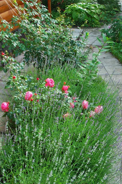 Rosa odorata and lavender — Stock Photo, Image