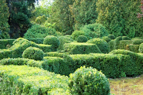 Clipped Buxus sempervirens — Stock Photo, Image