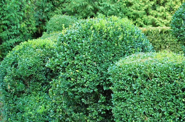 Clipado Buxus sempervirens — Fotografia de Stock