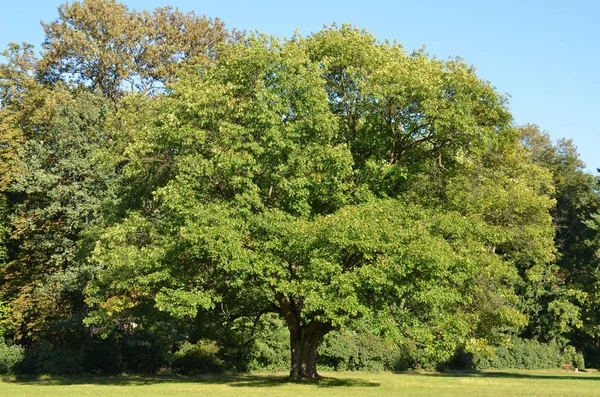 Roble verde — Foto de Stock