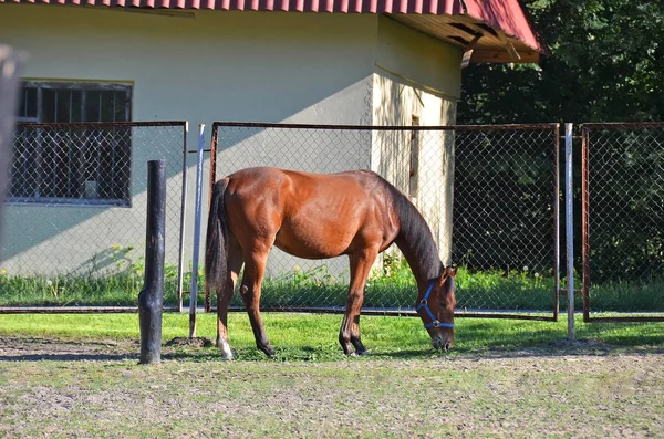 Horse in farm — Stock Photo, Image