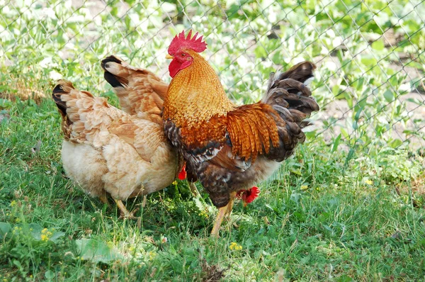 Schöner Hahn und Henne — Stockfoto