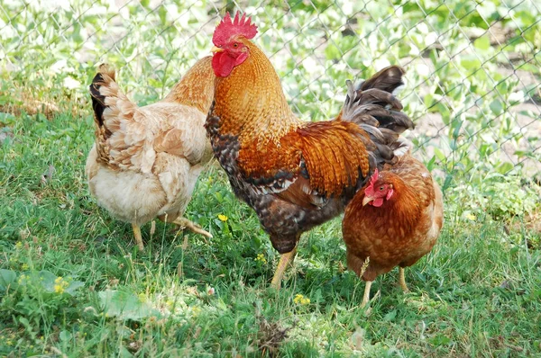 Beautiful rooster in grass — Stock Photo, Image