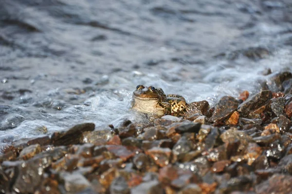 Frog in tidal wave — Stock Photo, Image