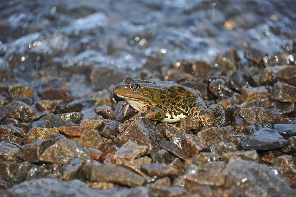 Frog in tidal wave — Stock Photo, Image