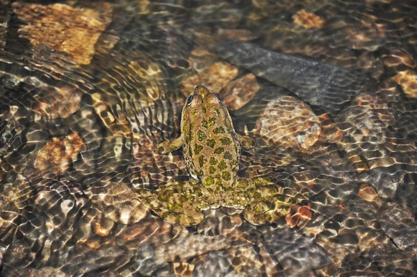 青蛙在潮汐波 — 图库照片