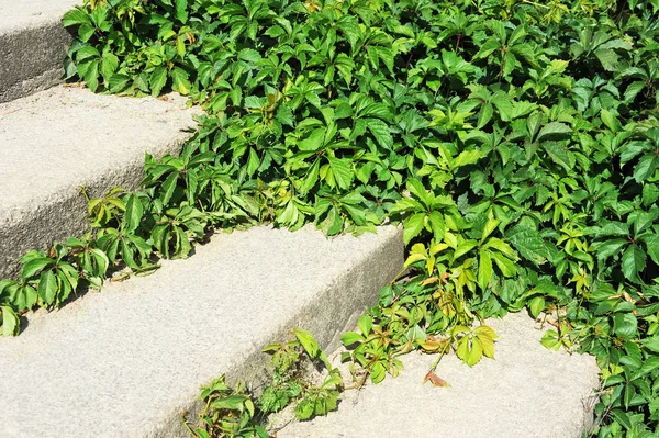 Листя лози на сходах — стокове фото