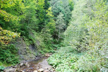 Nehri üzerinde Karpatlar
