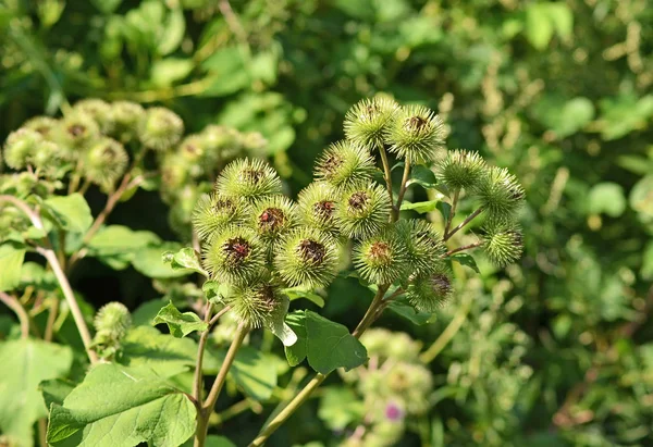 Arctium lappa-Pflanze — Stockfoto