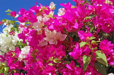 Güzel bougainvillaea çiçek