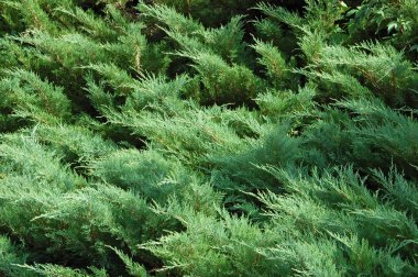 Yeşil Chamaecyparis bitki