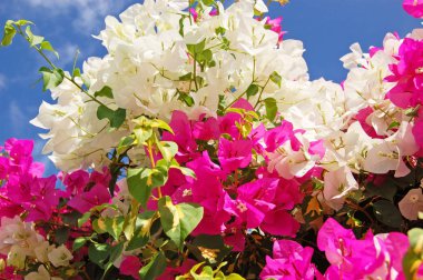 Güzel bougainvillaea çiçek