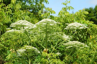 Heracleum (inek-yabani havuç) bitki