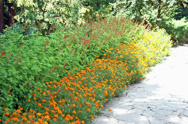 Tagetes and salvia in flowerbed — Stock Photo, Image