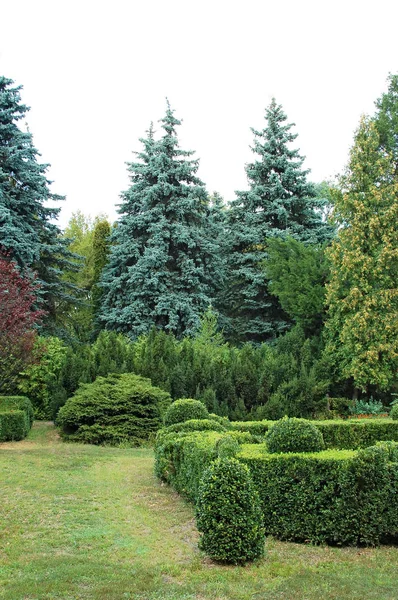 Clipped Buxus and fir tree — Stock Photo, Image