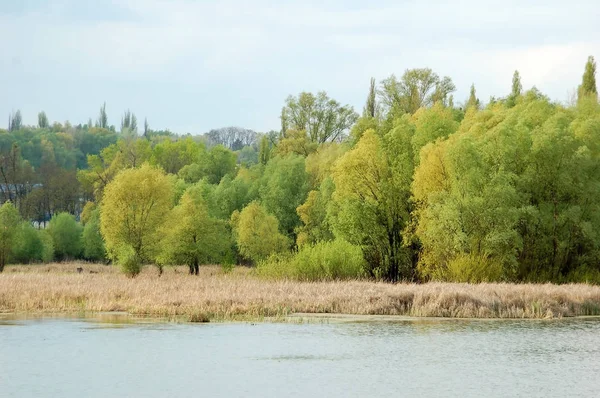 Paisagem verde com rio e árvore — Fotografia de Stock