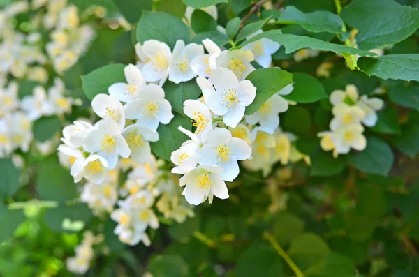 Mooie jasmijn bloem — Stockfoto