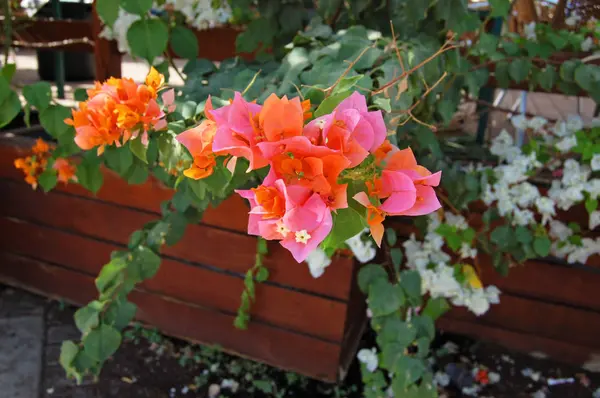 Kwiat bougainvillaea piękne — Zdjęcie stockowe