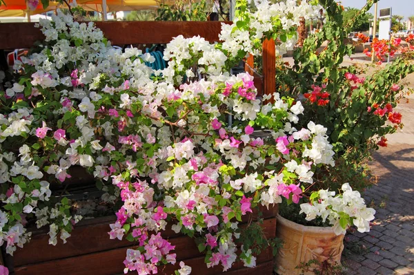 Hermosa flor de buganvilla — Foto de Stock