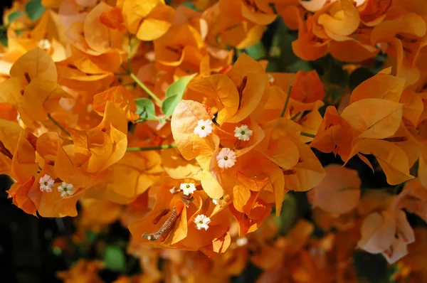 Kwiat bougainvillaea piękne — Zdjęcie stockowe