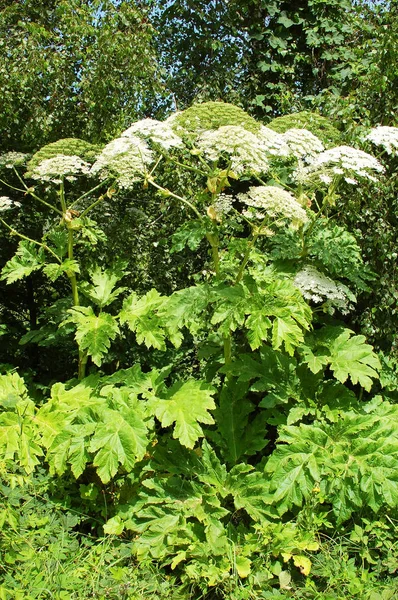 Planta Heracleum (pastinaca de vaca) —  Fotos de Stock