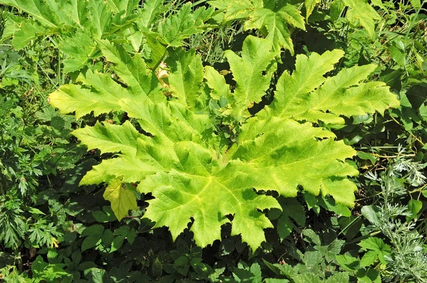 Heracleum (vache-panais) plante — Photo
