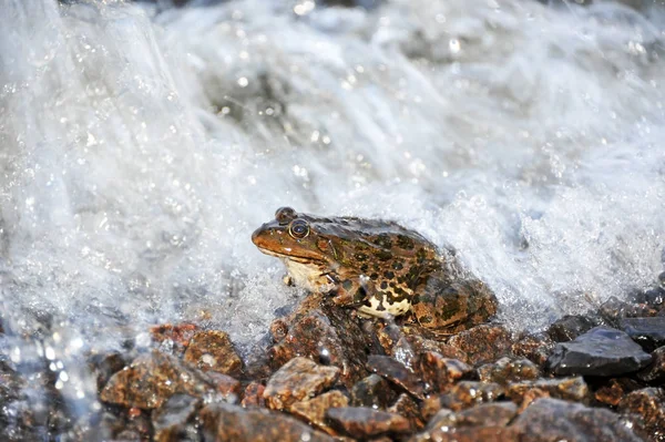 Frog in tidal wave — Stock Photo, Image