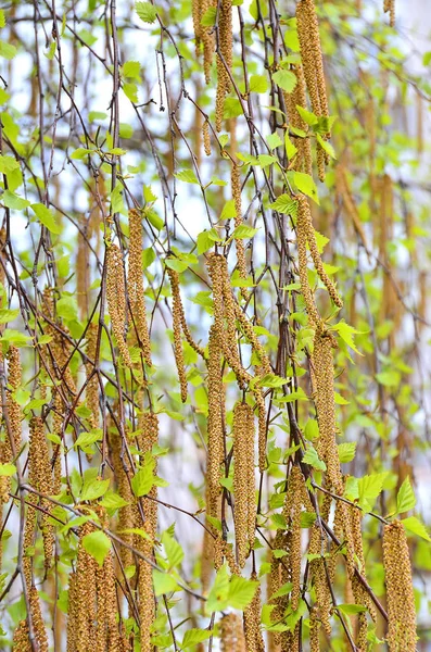 Gemma di betulla in primavera — Foto Stock